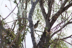 Toxostoma cinereum