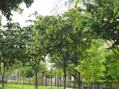 Maniltoa browneoides