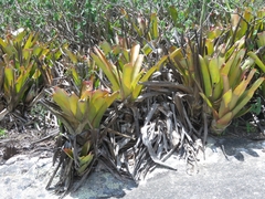 Bromelioideae