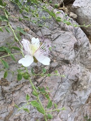 Capparis sicula