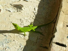 Anolis smaragdinus