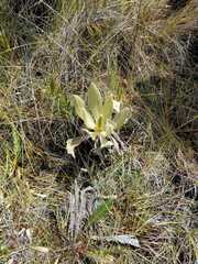 Espeletia hartwegiana