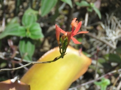 Epidendrum cinnabarinum