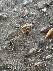 Ceuthophilus californianus