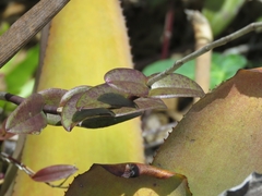 Epidendrum cinnabarinum