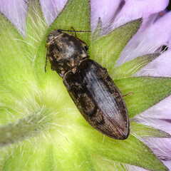 Prosternon tessellatum