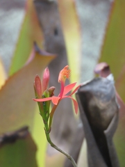 Epidendrum cinnabarinum