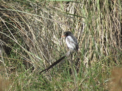 Alectrurus risora