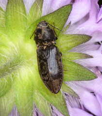 Prosternon tessellatum