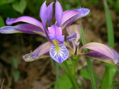 Iris graminea