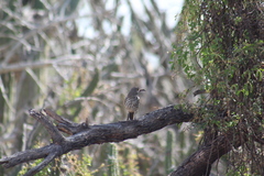 Toxostoma cinereum
