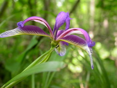 Iris graminea
