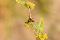Nomada texana