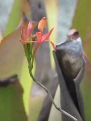 Epidendrum cinnabarinum