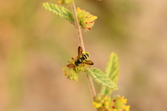 Nomada texana