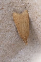 Helcystogramma rufescens
