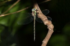Austrogynacantha heterogena