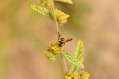 Nomada texana