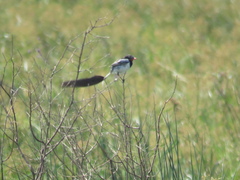Alectrurus risora