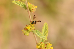 Nomada texana
