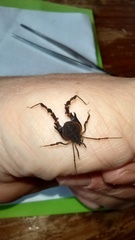 Metagyndes pulchella