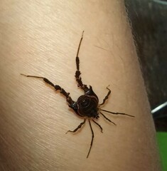 Metagyndes pulchella