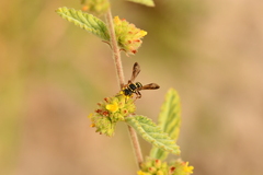 Nomada texana