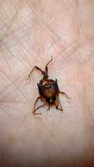 Metagyndes pulchella