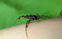 Metagyndes pulchella