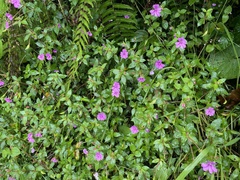 Cuphea hyssopifolia