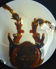 Metagyndes pulchella