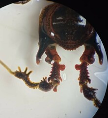 Metagyndes pulchella