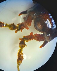 Metagyndes pulchella