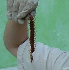 Scolopendra alternans