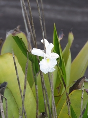 Sobralia