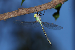 Austrogynacantha heterogena