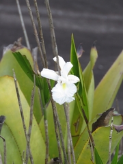 Sobralia