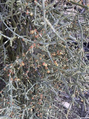 Phoradendron californicum