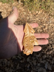 Taphrina caerulescens