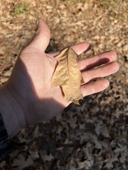 Taphrina caerulescens