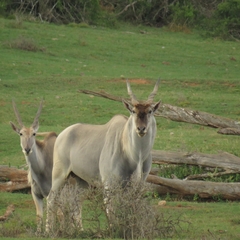 Tragelaphus oryx oryx
