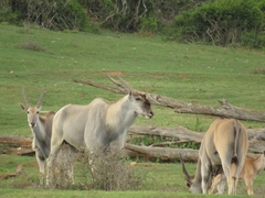 Tragelaphus oryx oryx