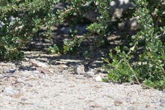 Aspidoscelis ceralbensis