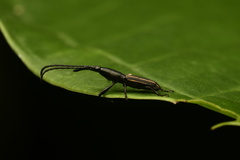 Brentinae