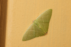 Urolitha bipunctifera