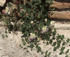 Capparis sicula