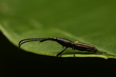 Brentinae