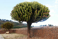 Euphorbia abyssinica