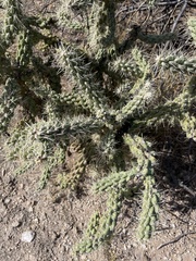 Cylindropuntia fulgida