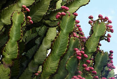 Euphorbia abyssinica